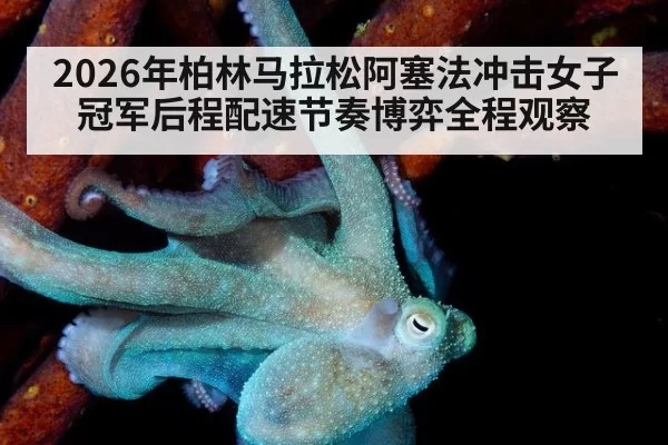2026年柏林马拉松阿塞法冲击女子冠军后程配速节奏博弈全程观察 - MKSports